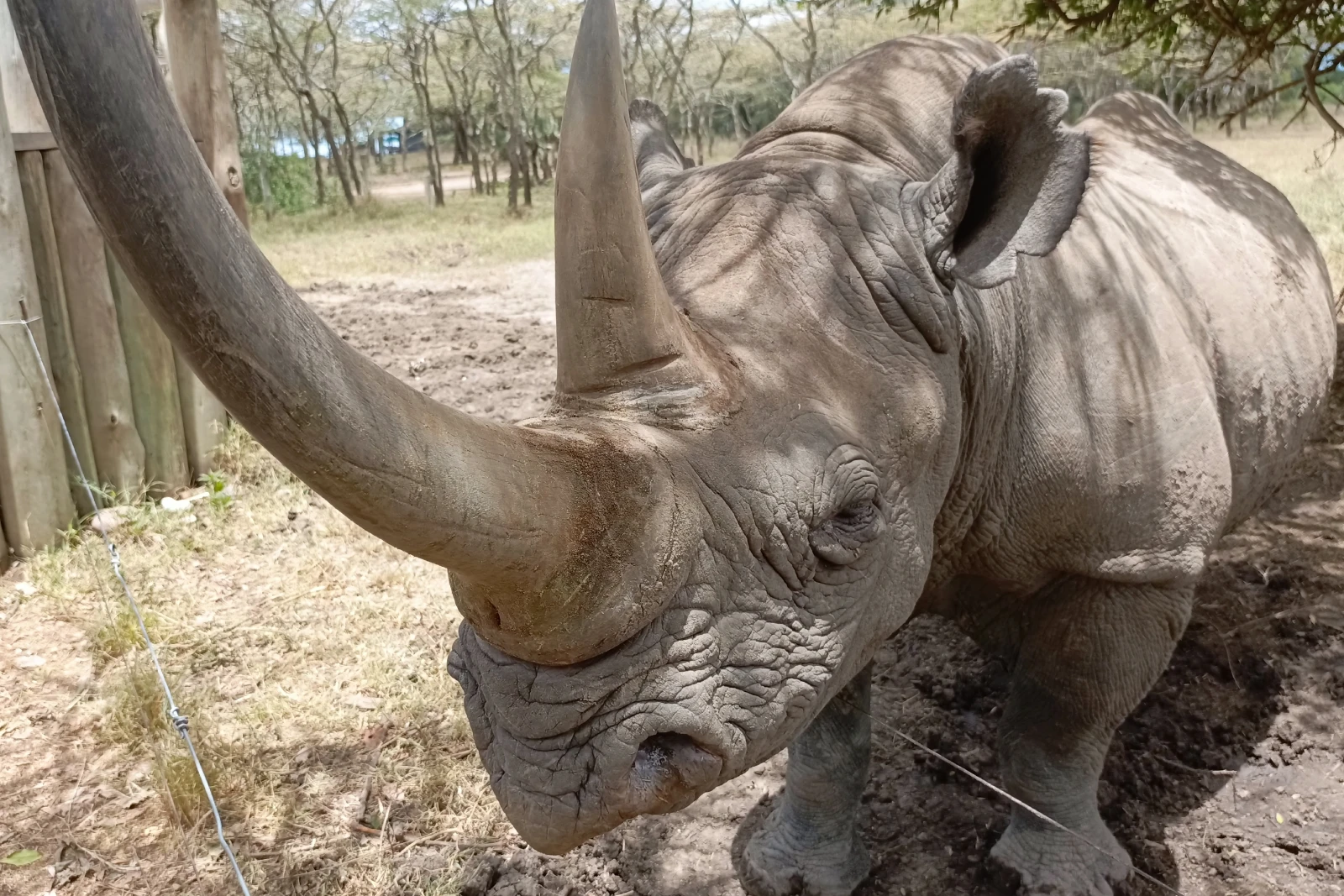 Northern White Rhino Visit