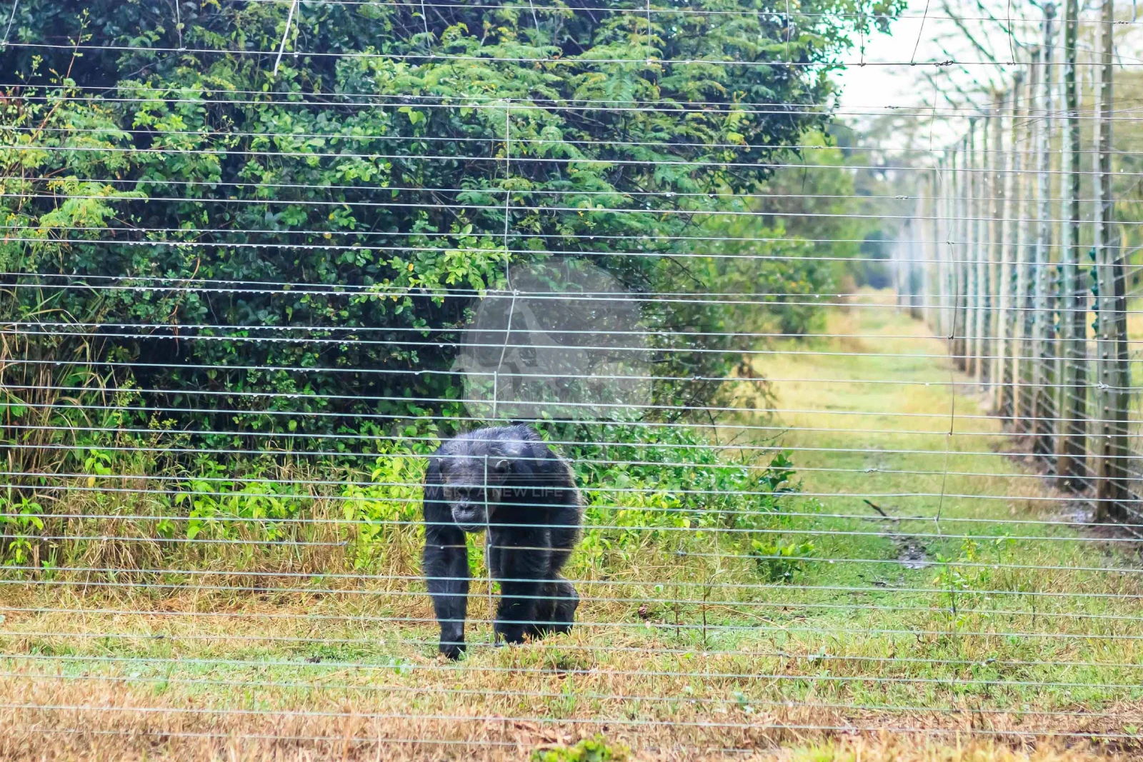 Chimpanzee Sanctuary Visit