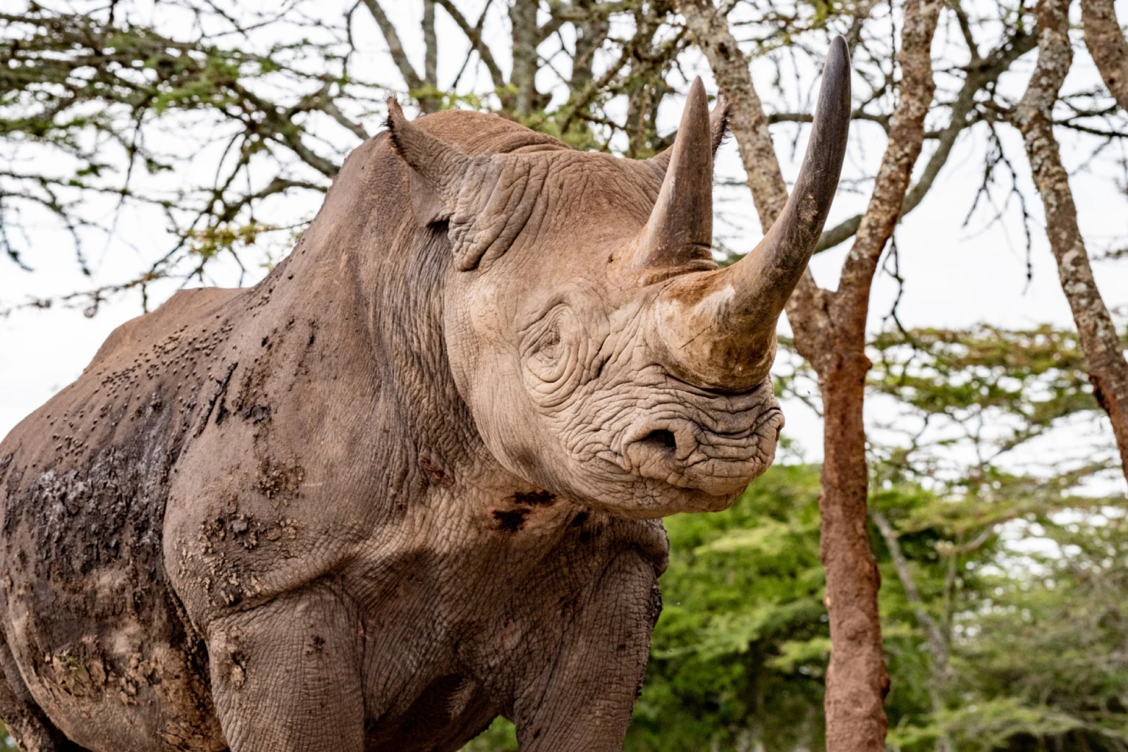 Meet Baraka the Rhino