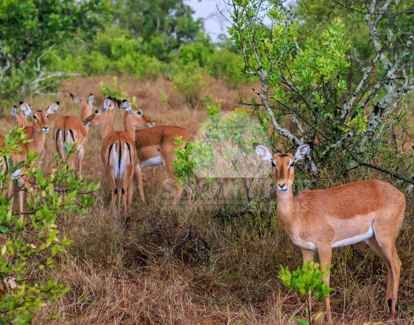 Ol Pejeta Wildlife