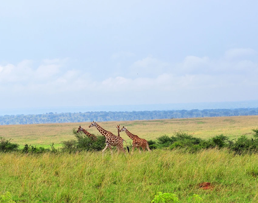 Queen Elizabeth National Park Wildlife