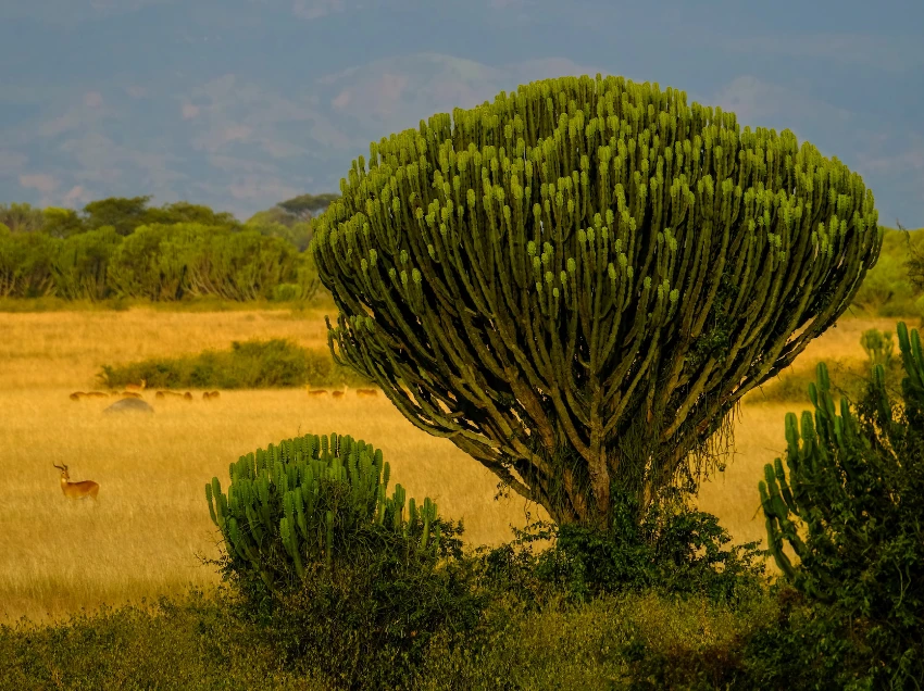 Queen Elizabeth National Park Attractions