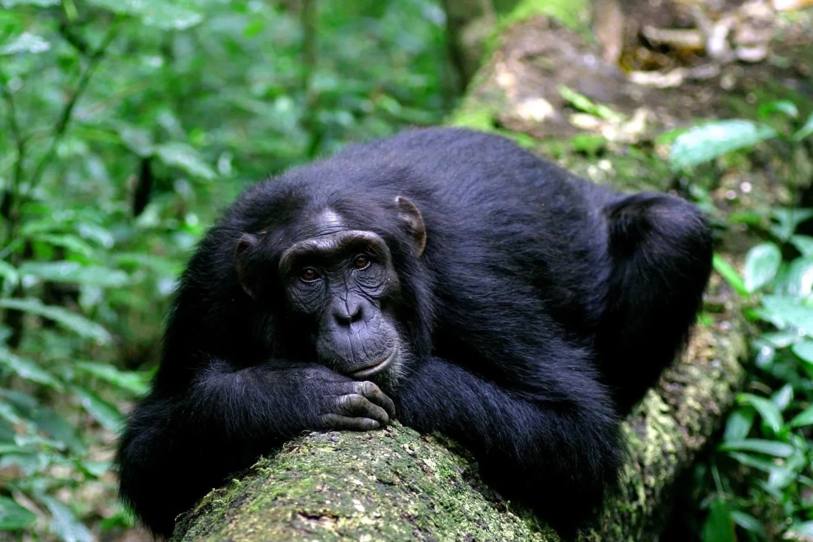 Kyambura Chimp Walk