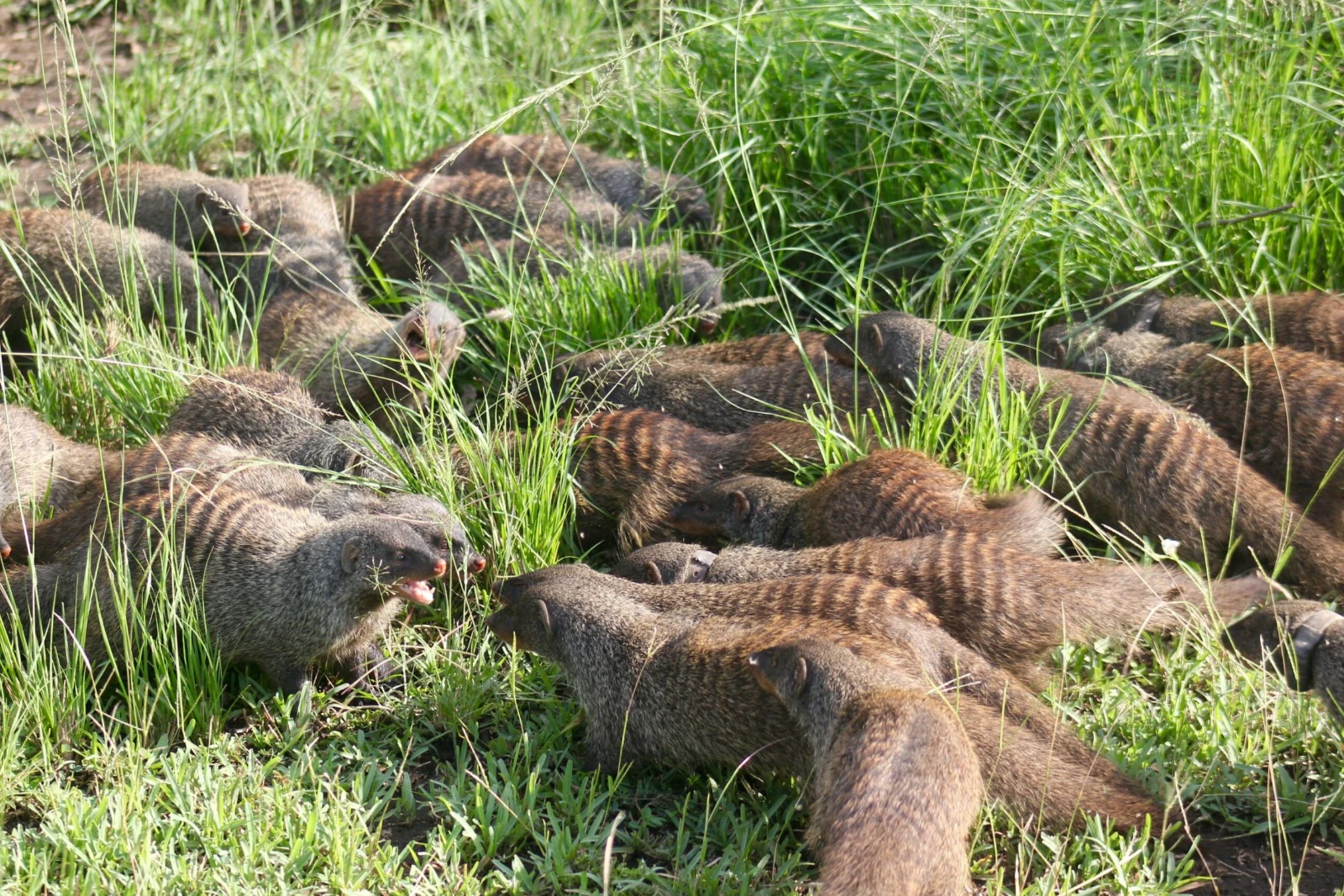 Mweya Mongoose Track