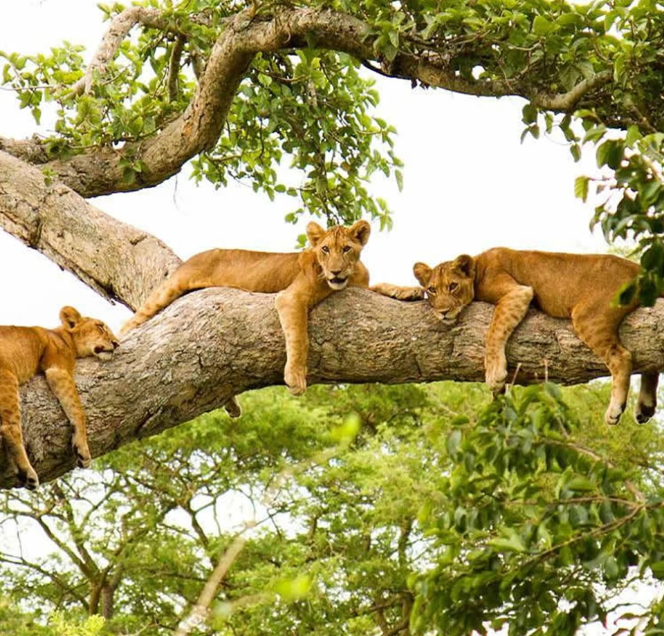 Lions Are the Story Here