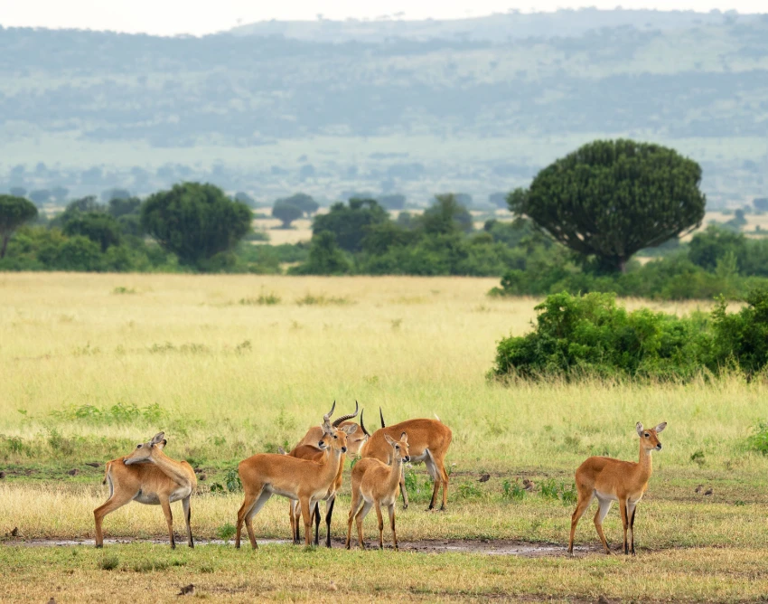 Queen Elizabeth National Park Wildlife