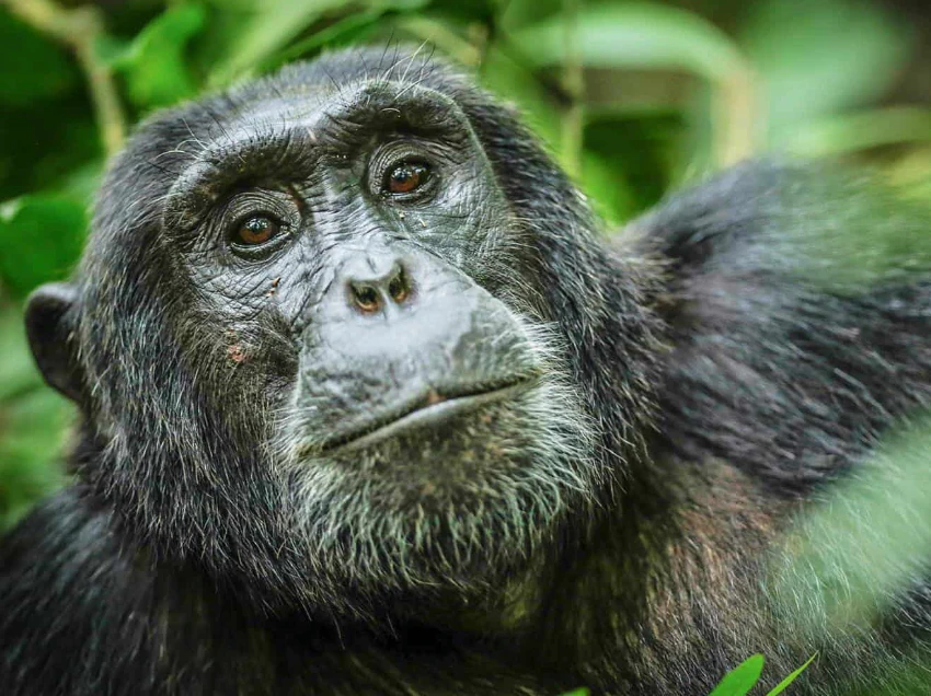 Queen Elizabeth National Park Wildlife