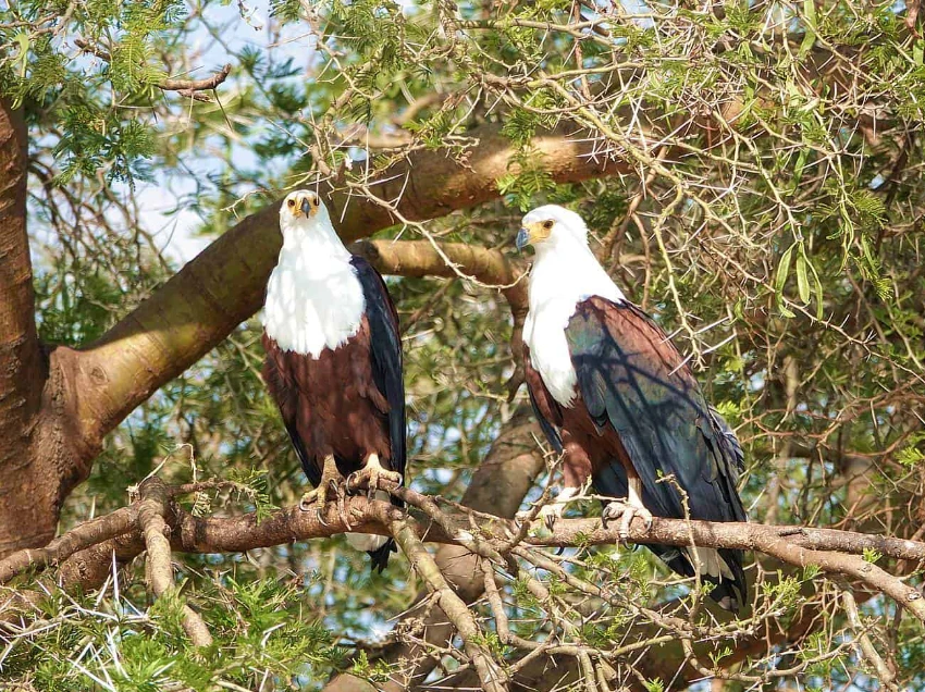 Queen Elizabeth National Park Wildlife