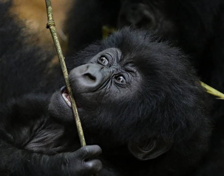 Rwanda Destination Safari