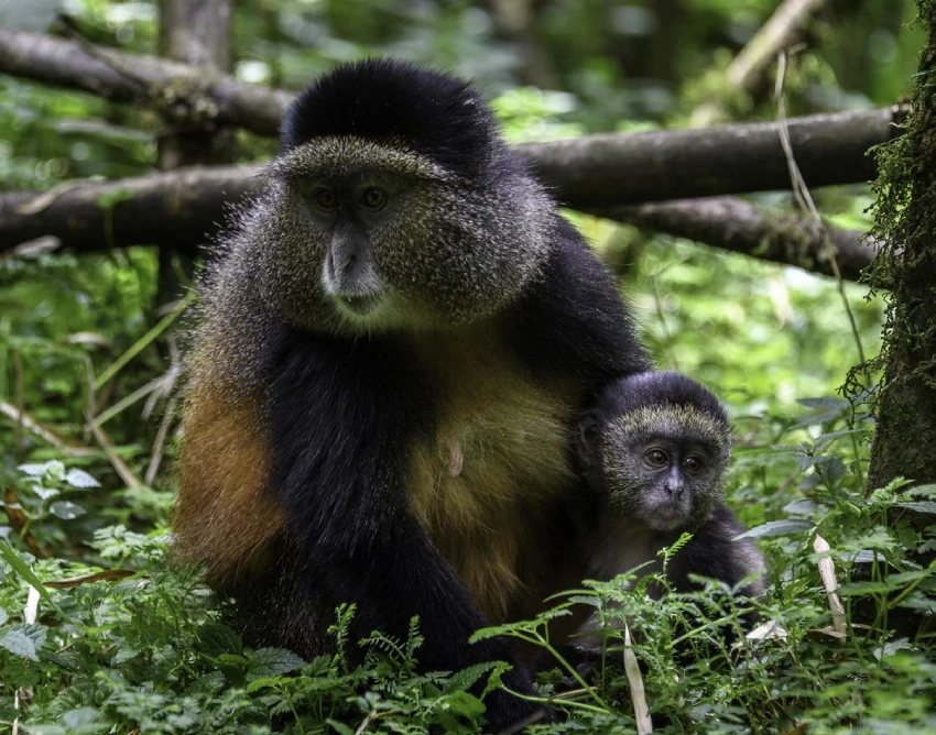 Rwanda Destination Attractions