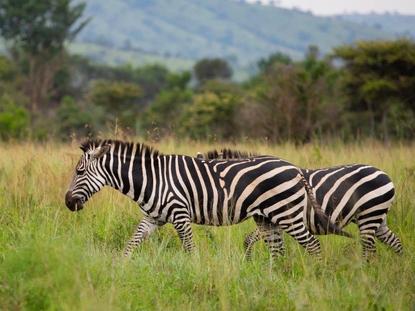 Rwanda Destination Wildlife