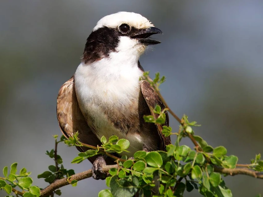 Rwanda Destination Safari