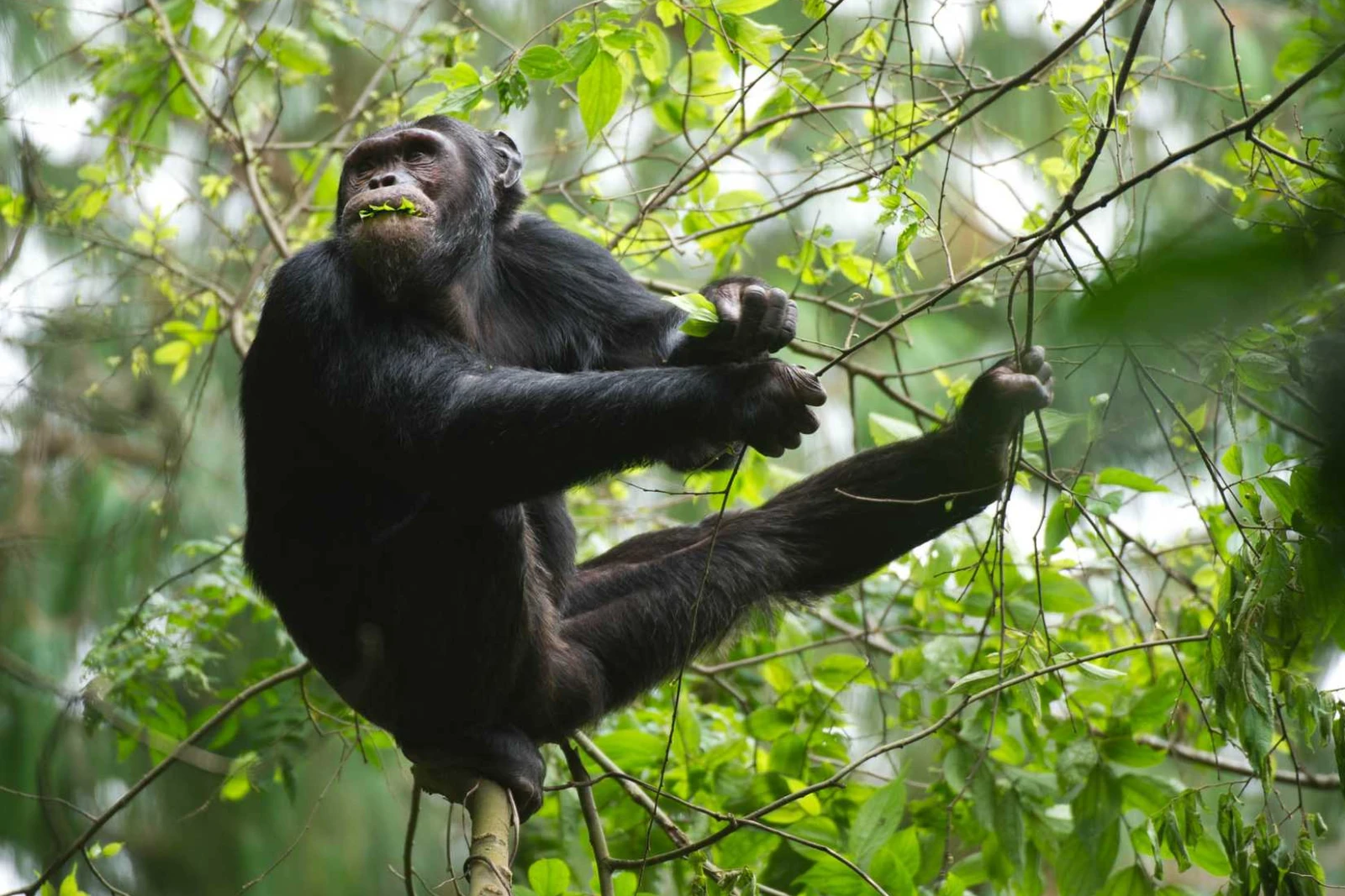 Chimpanzee Tracking