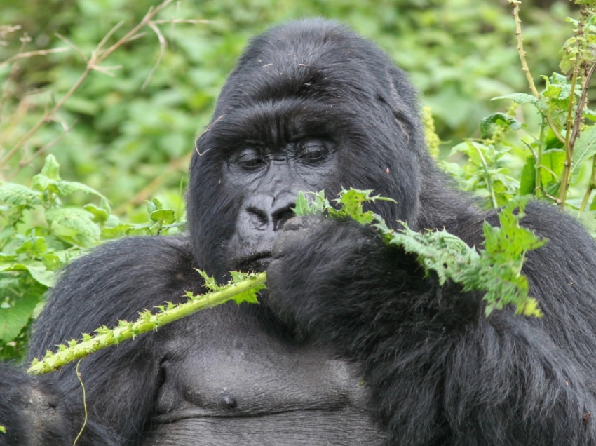 Rwenzori Mountains Wildlife