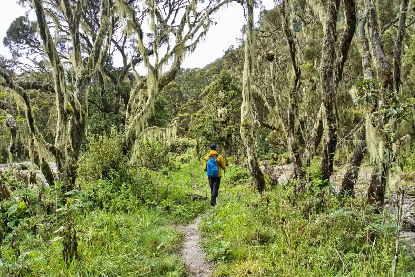 Alpine Trekking Adventures