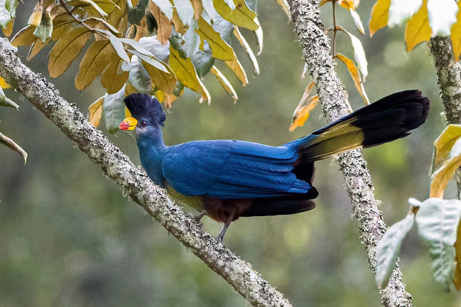 Birdwatching Forest Trails