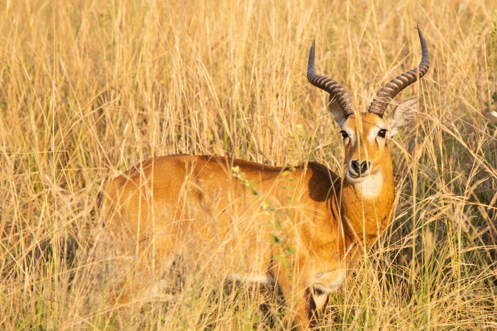 Wildlife Safari Walks