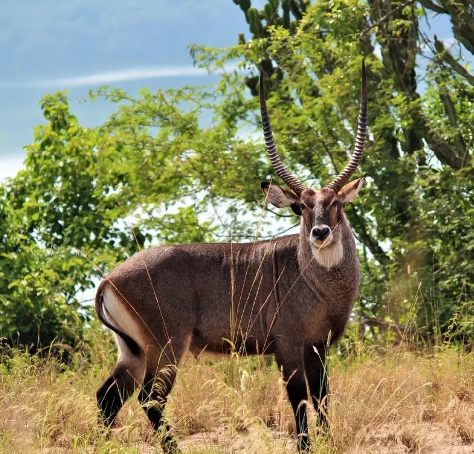 Rare Wildlife Birdwatching Paradise