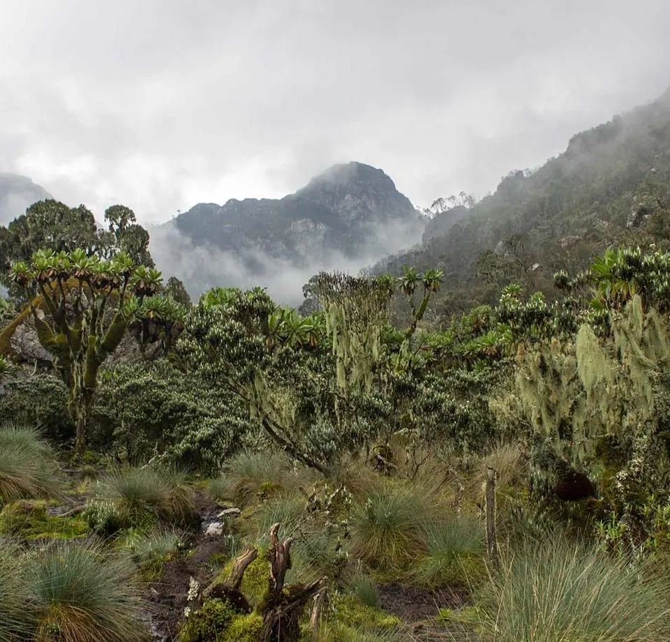 Enjoy Pleasant Safari Climate