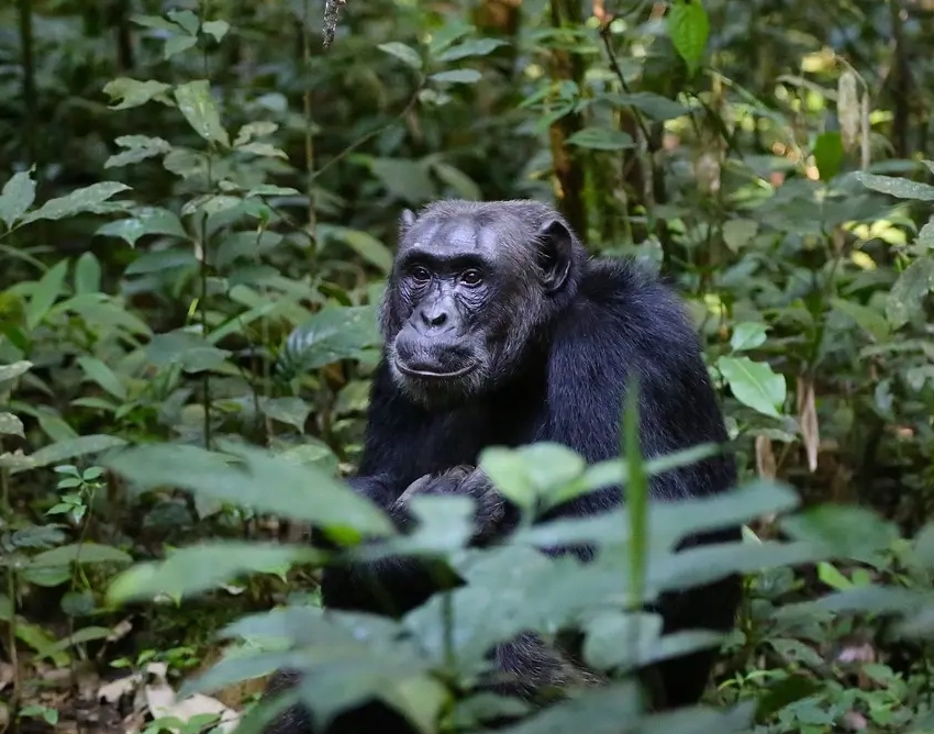Rwenzori Mountains Wildlife