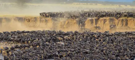 Snowytop Safaris