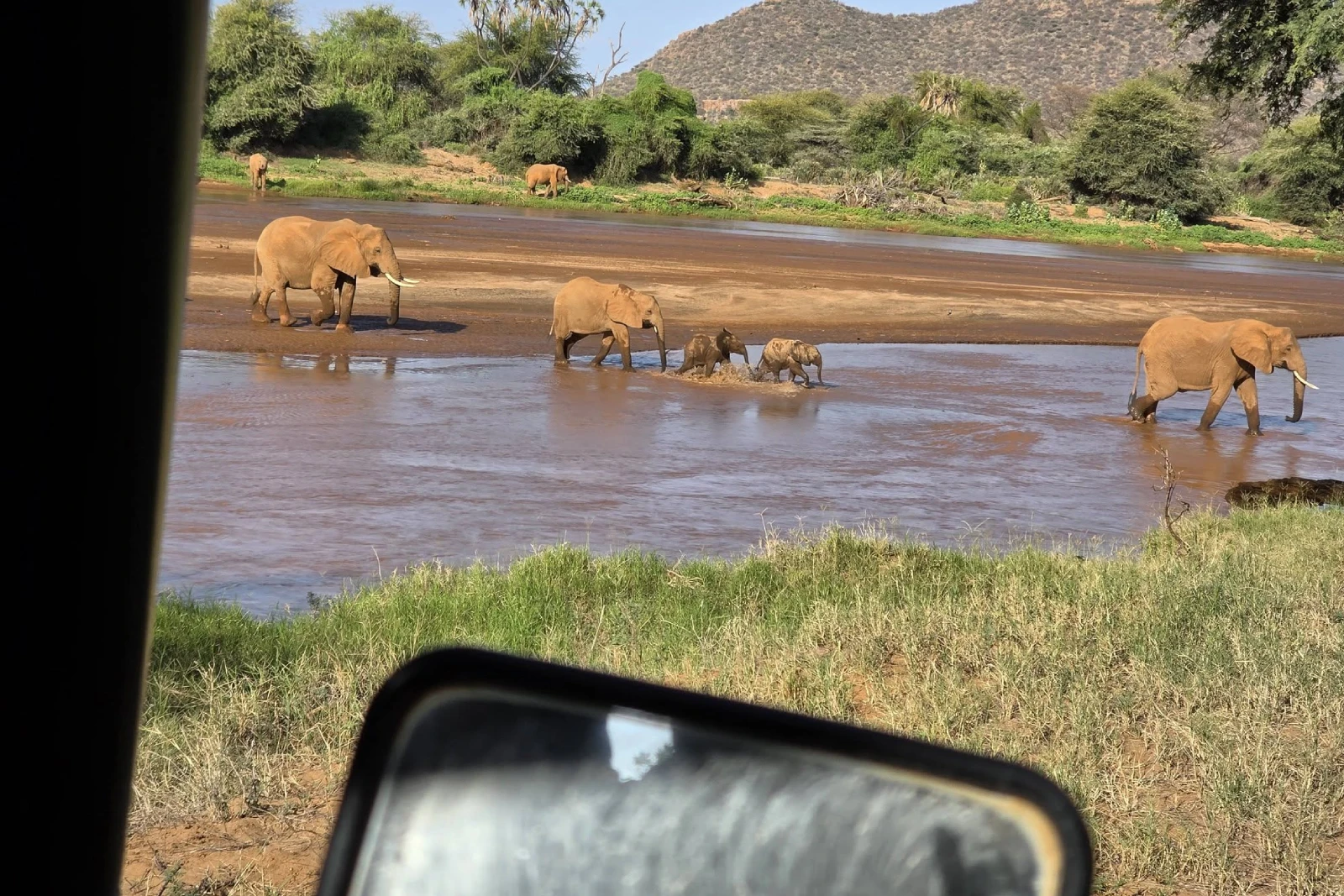 Elephant Crossing Watch