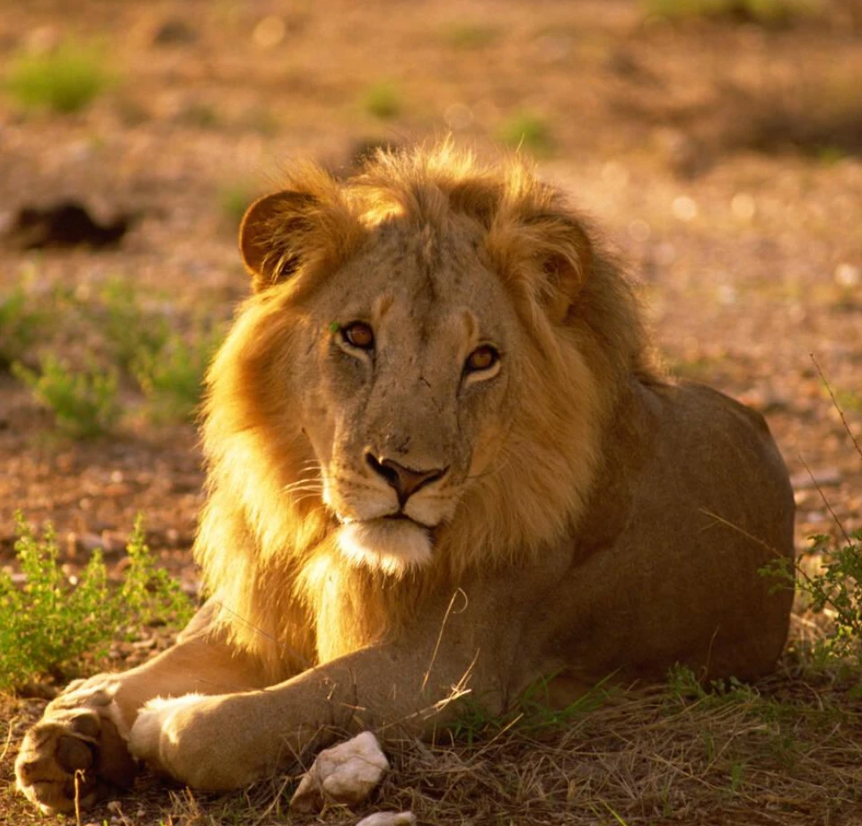 Leopard Rich Habitat