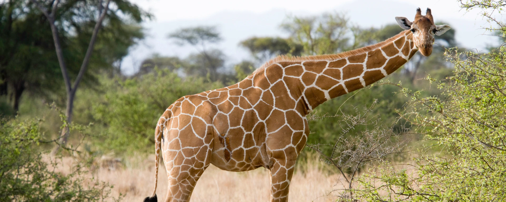 Samburu Game Reserve