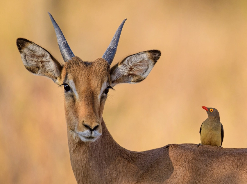 Semuliki National Park Wildlife