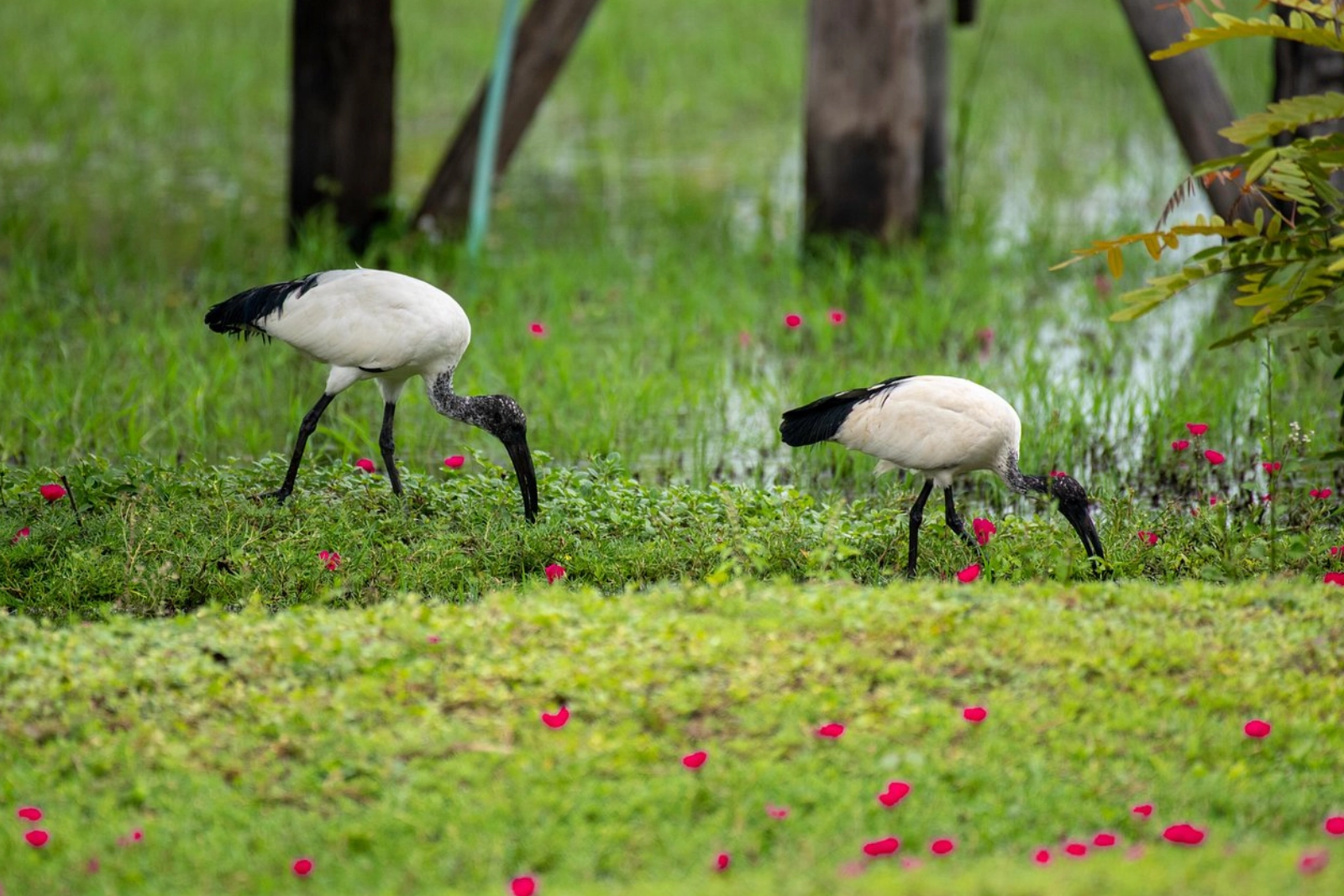 Birdwatching Safari Tours