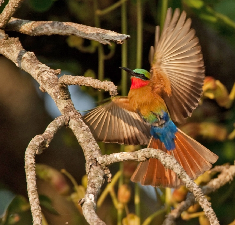 Rare Birds and Wildlife