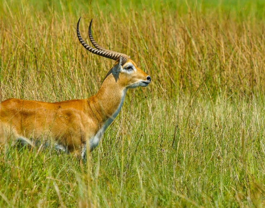 Semuliki National Park Wildlife