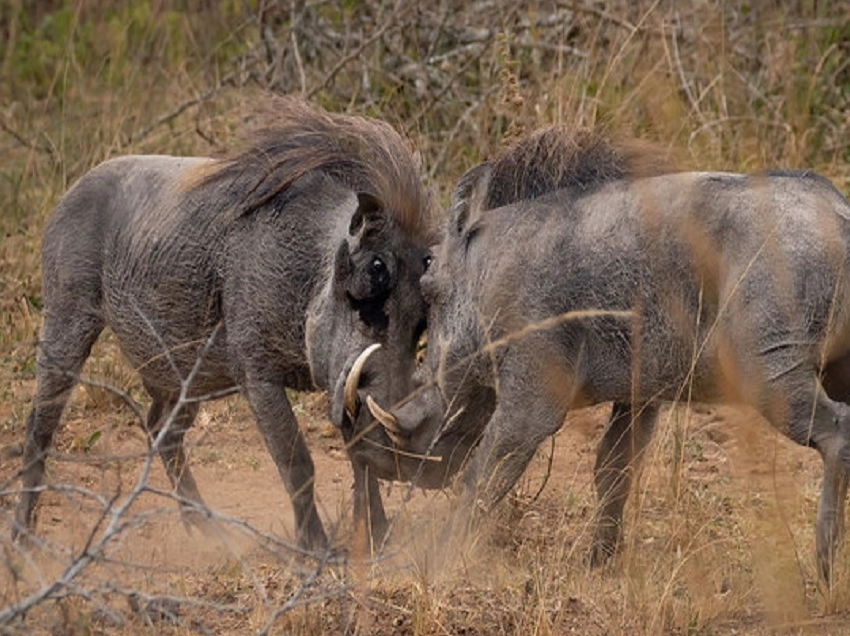 Semuliki National Park Wildlife