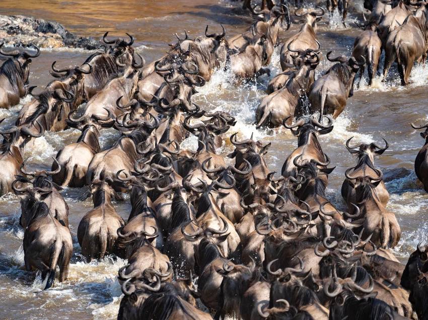 Serengeti National Park Wildlife