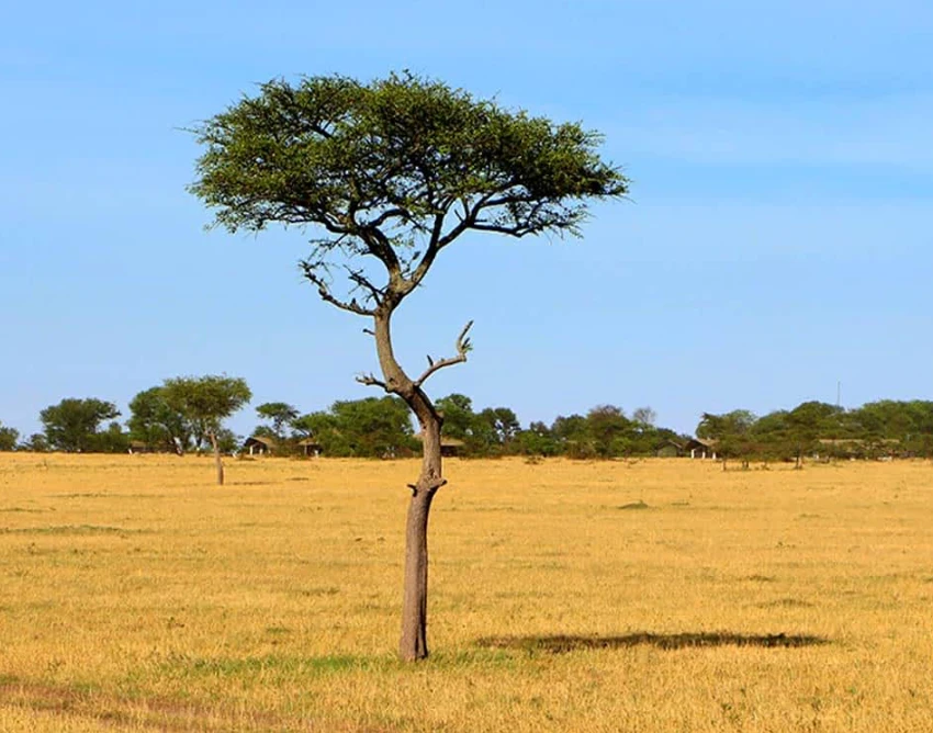 Serengeti National Park Attraction