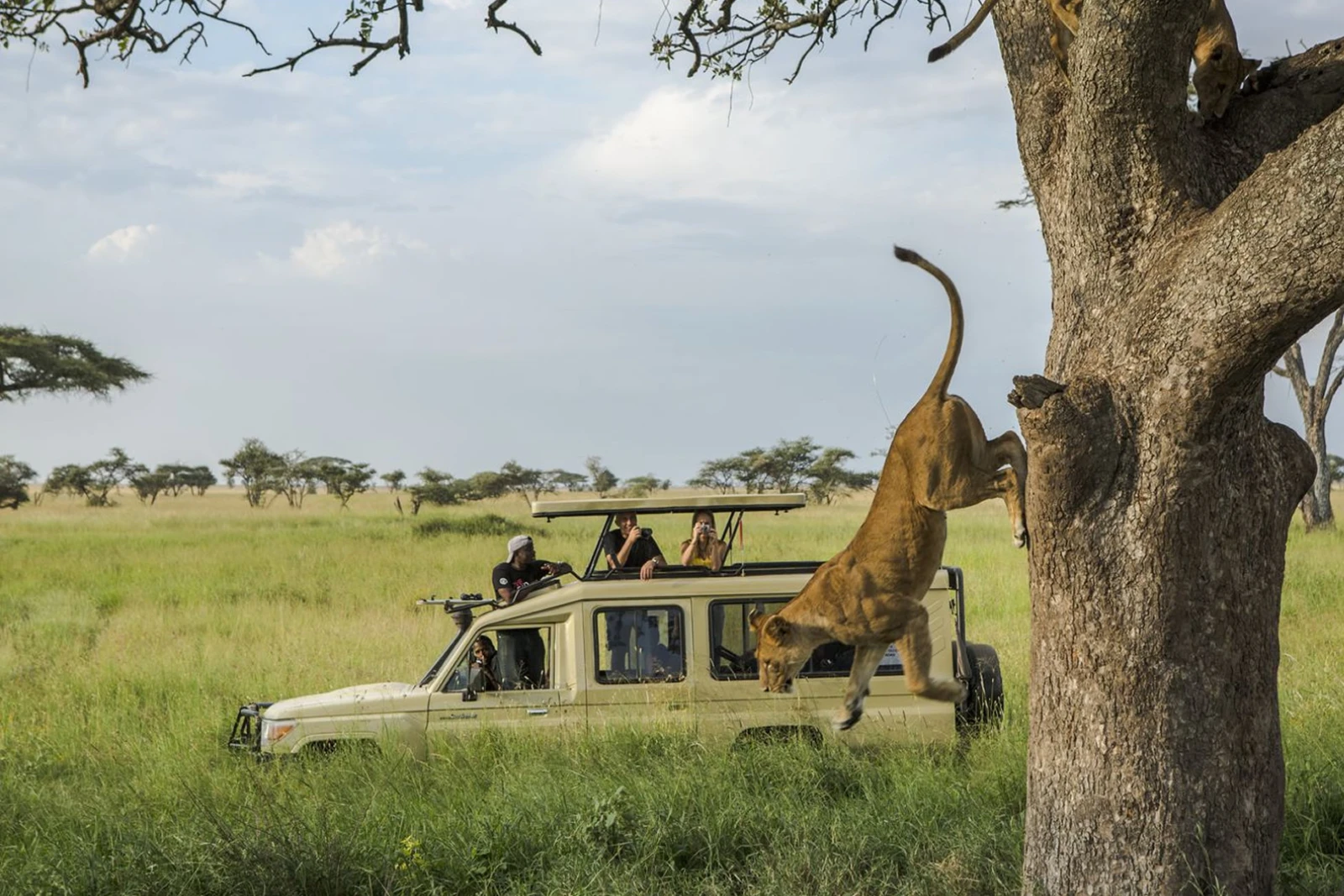 Afternoon Game Drive