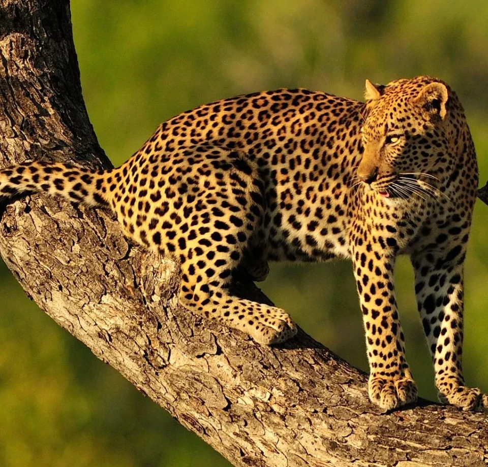 Exceptional Species Diversity