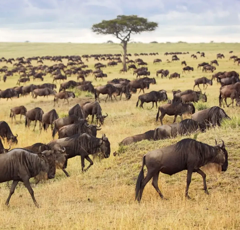 Migration Predator Strongholds