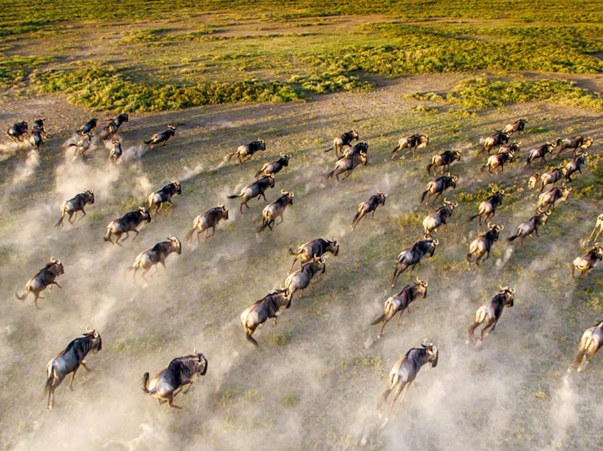 Serengeti National Park Wildlife