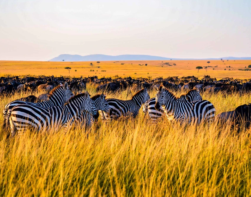 Serengeti National Park Wildlife