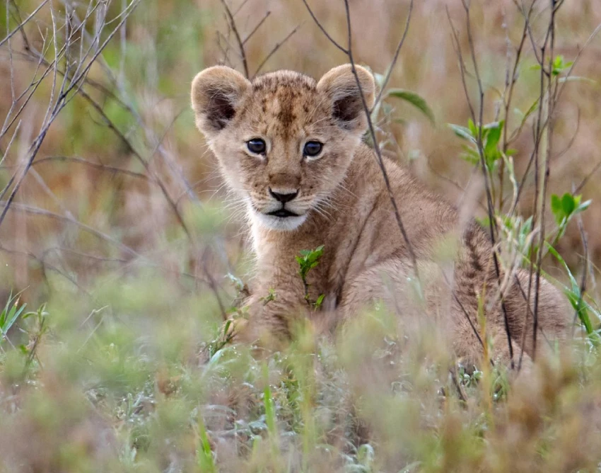 Serengeti National Park Wildlife