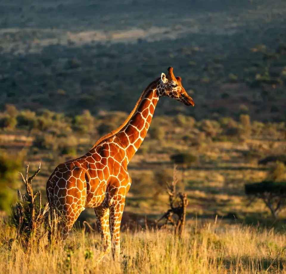 Mountain Framed Grasslands