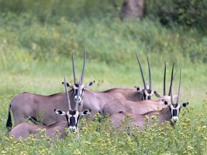 Solio Conservancy Attractions