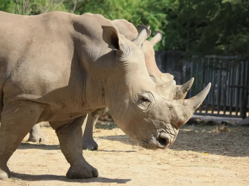 Solio Conservancy Attractions