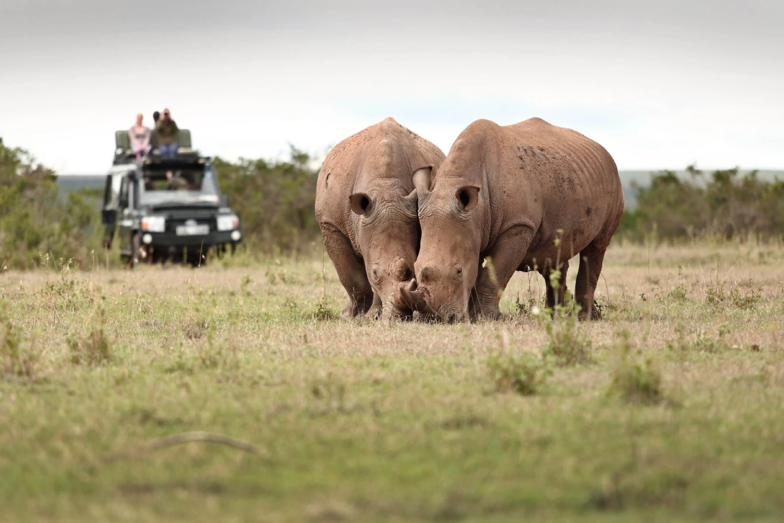 Rhino Tracking Drive
