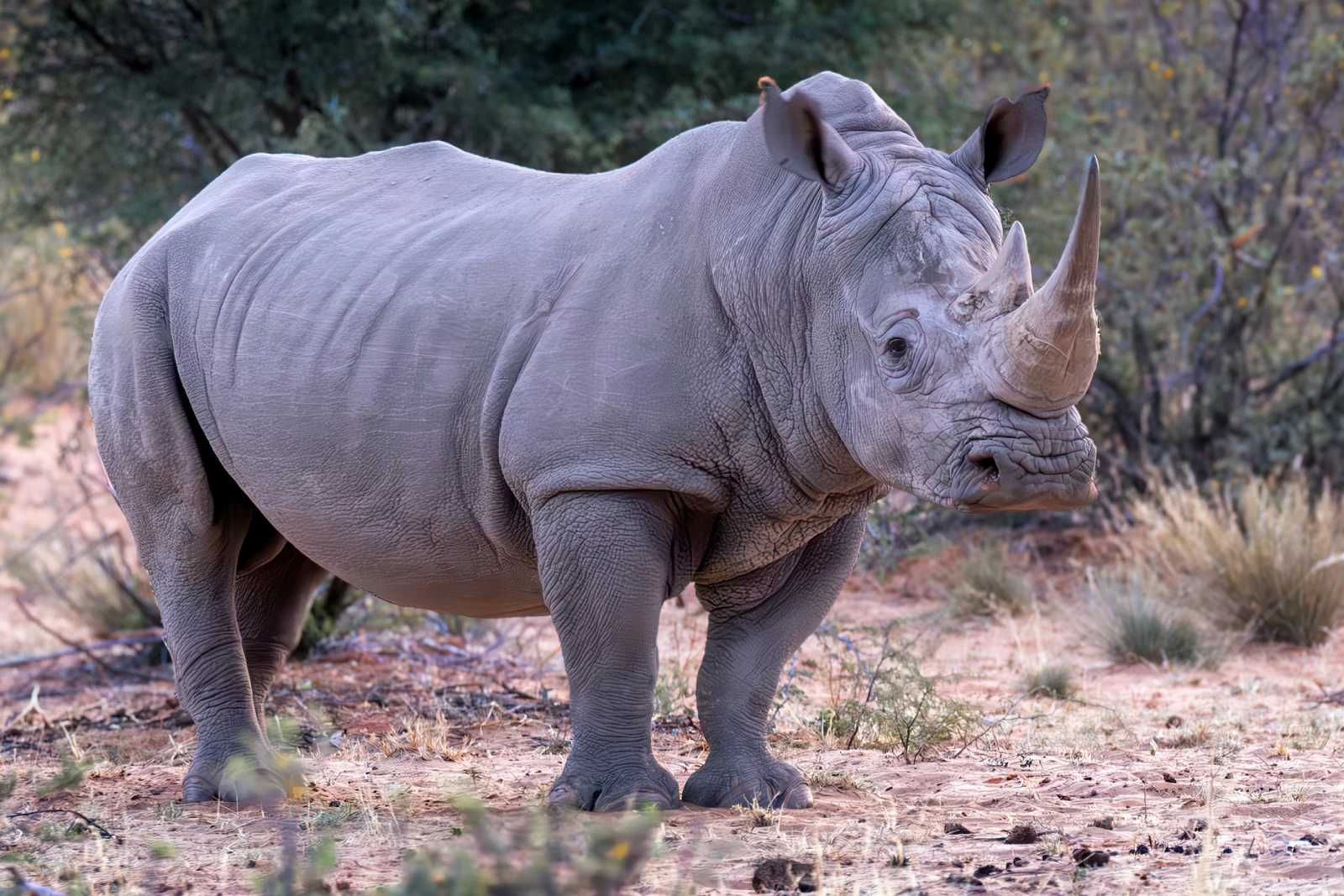 White Rhino Clusters