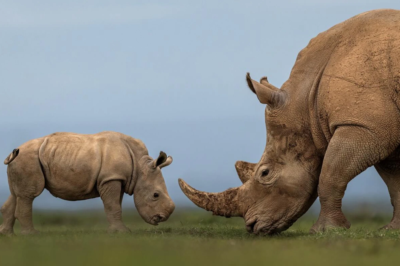 Black Rhino Patience