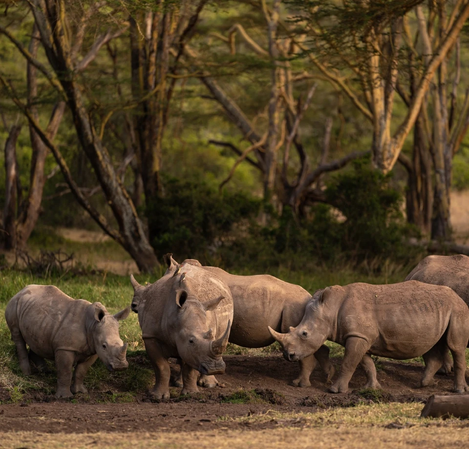 Dedicated Rhino Sanctuary
