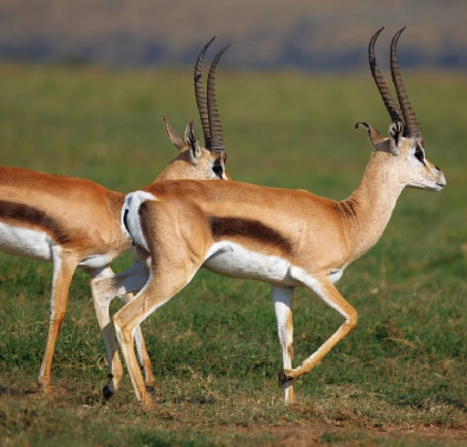 Cool Stable Conditions