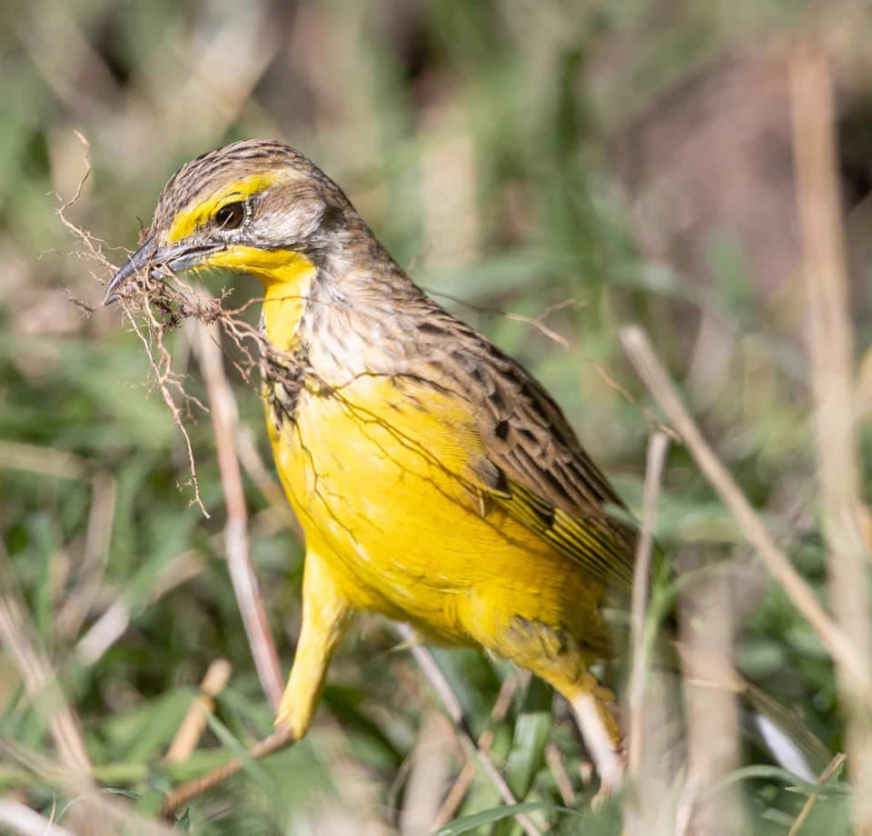 Quiet Birding Drives